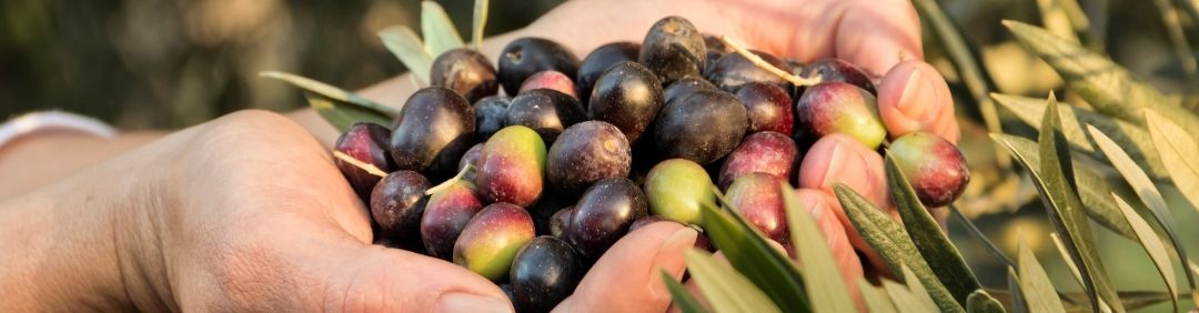 I migliori abbachiatori e scuotitori per olive Attila in offerta su AgriEuro