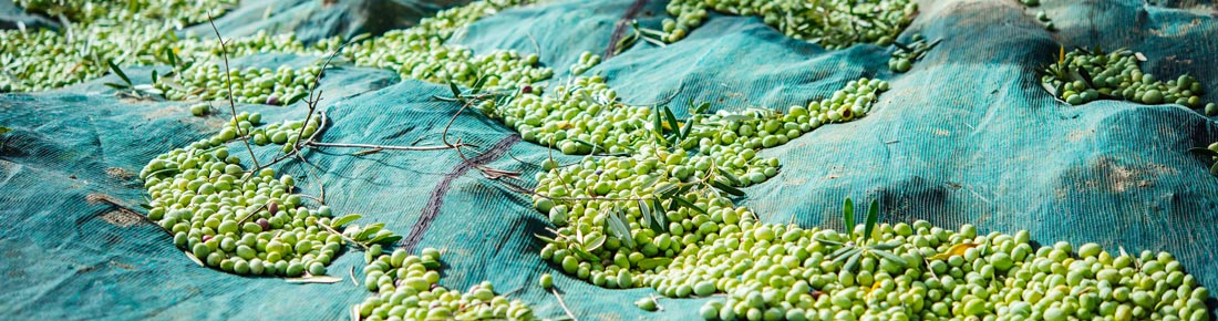 Reti per la raccolta di olive