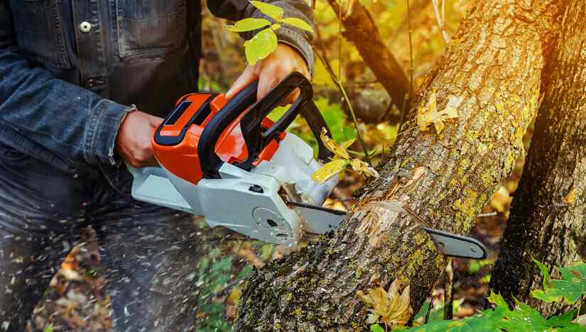 Discover AgriEuro's best deals on Chainsaws