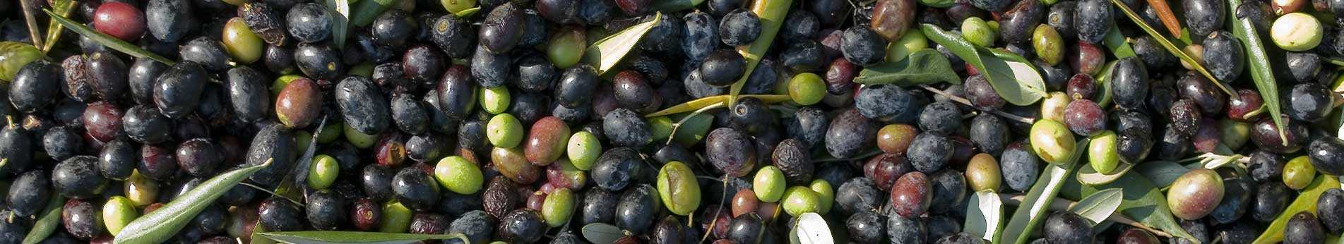 Raccolta olive