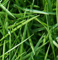 Taglio e manutenzione del giardino