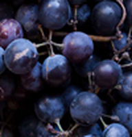 Enologia, filtrazione, travaso e lavorazione frutta