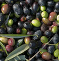Raccolta olive