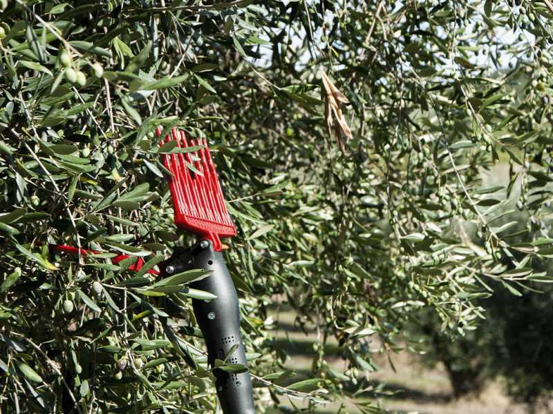 Castellari Olivance EP C V2 - Abbacchiatore elettrico a batteria - Asta 150/220 cm