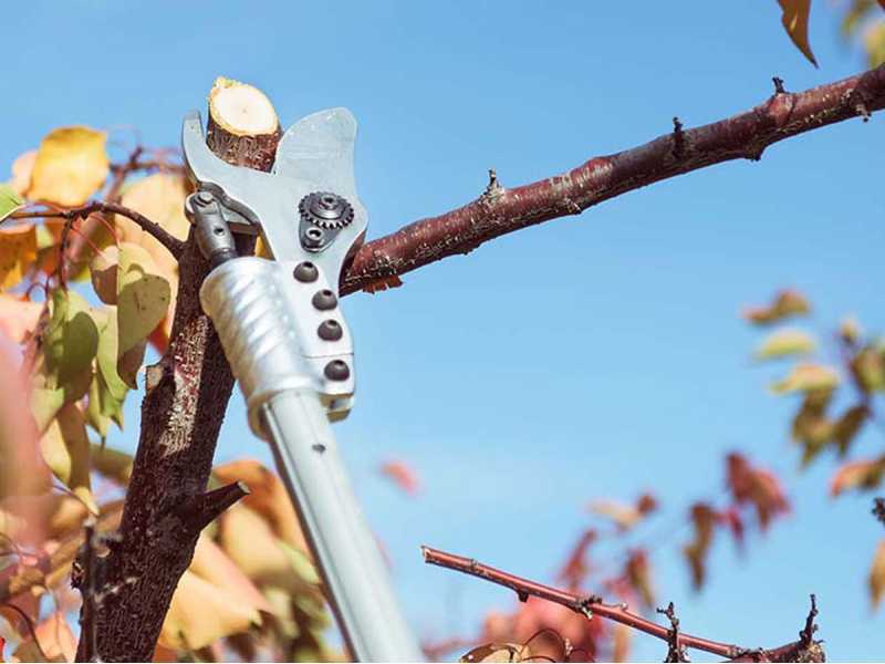 Campagnola Easy 150 - Forbice elettrica da potatura - Diametro di taglio 36mm - SENZA BATTERIA E CARICABATTERIA