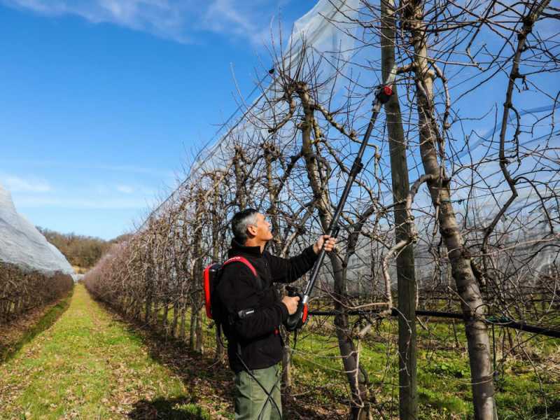 Infaco TR9 - Potatore a batteria su asta fissa da 93 cm - Batteria a zaino inclusa