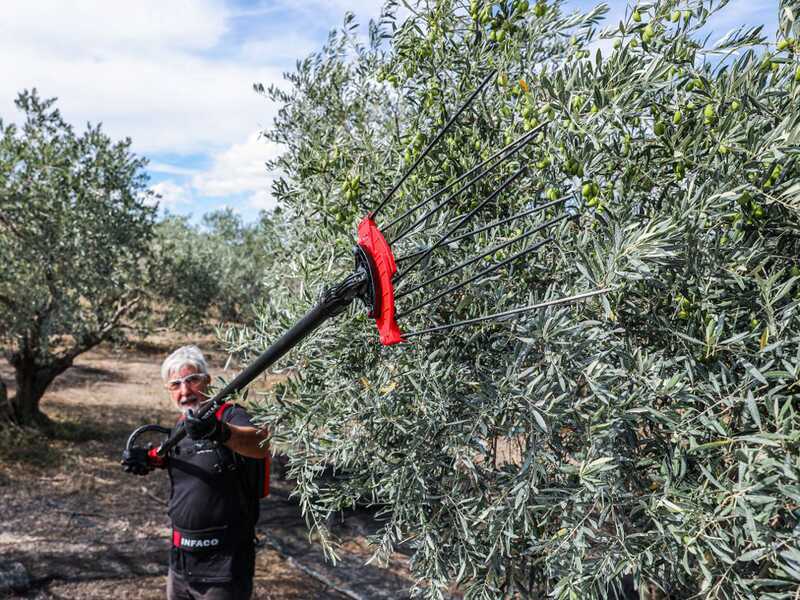 Infaco V5000P3AF - Abbacchiatore a batteria - Asta fissa 220 cm - 48V 17Ah