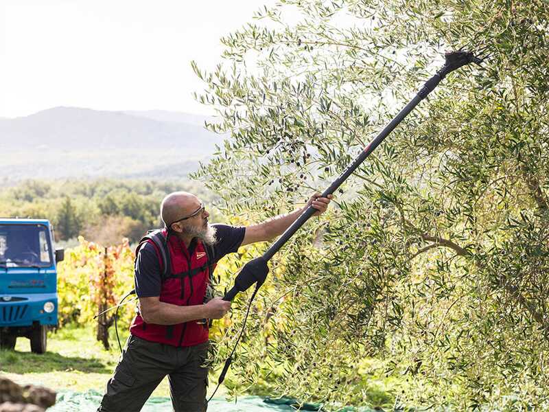 Brumi Ghibli 12V - Abbacchiatore elettrico a batteria a zaino 12V 44Ah - Asta fissa 235 cm