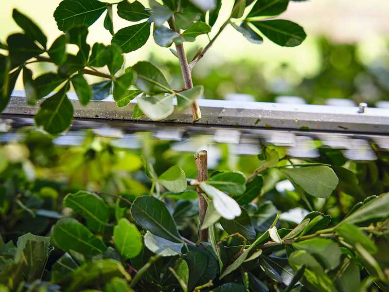 STIHL HSA 30 - Tagliasiepi con batteria AS - 10.8V 2.6Ah - Lama da 45 cm