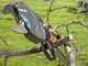 Gardena StarCut 410 plus - Forbicione troncarami su asta telescopica da 230-410 cm - &Oslash; 32mm