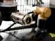 FIAC AB 150/415 TC - Compressore aria elettrico trifasee a cinghia - Motore 3 HP - 150 lt