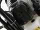 BlackStone PD530 - Mototrivella a miscela 2 tempi - 3 punte incluse
