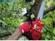 Valex Easy 26A - Motosega a scoppio da potatura - Lama Carving da 23cm 