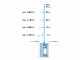 Gardena 6100/5 Inox Automatic - Pompa sommersa a pressione - 4.7 bar - acque chiare