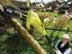 Ryobi RPP750S - Potatore elettrico su asta telescopica - Barra Oregon 20cm
