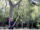 Silky Hayate 5000 - Seghetto professionale su asta telescopica in alluminio