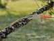 Bahco ASP3740-C39JTC - KIT Segaccio su asta di prolunga componibile 3,74 m - lama da 39 cm