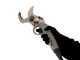 BlackStone 500-BP - Forbice elettrica da potatura su asta - 37V 5.2Ah - 150 cm