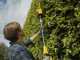 Stanley Fatmax V20 - Tagliasiepi su asta di prolunga telescopica elettrico a batteria 18V/4Ah