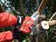 Shindaiwa SDK 251TS - Motosega a scoppio da potatura - Lama da 25cm