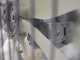 Atomizzatore portato Gray Reverse 300/70 con attacco a trattore per irrorazione - Capacit&agrave; 300 L - Pompa AR713