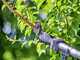 Gardena HighCut 250/18V P4A - Forbice elettrica da potatura su asta - 18V 2ah - Diametro di taglio 28mm
