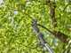 Gardena HighCut 360/18V P4A - Forbice elettrica da potatura su asta - 18V 2Ah - Diametro di taglio 28mm