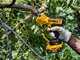 DeWalt DCMPP568N-XJ - Forbice elettrica da potatura - Diametro di taglio 38mm - SENZA BATTERIA E CARICABATTERIA