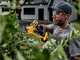 DeWalt DCMPP568N-XJ - Forbice elettrica da potatura - Diametro di taglio 38mm - SENZA BATTERIA E CARICABATTERIA