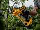 DeWalt DCMPP568N-XJ - Forbice elettrica da potatura - Diametro di taglio 38mm - SENZA BATTERIA E CARICABATTERIA