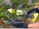 Ryobi RY18HCA-0 - Motozappa a batteria 18V - SENZA BATTERIE E CARICABATTERIE