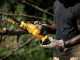 DeWalt DCMPS520P1-QW - Elettrosega da potatura 18V 5Ah - Lama da 20cm
