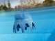 Trattamento per piscine Gre Poolp'o 0 - 10m&sup3; - 250g