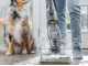 Bissell CrossWave Hydrosteam PET Select &ndash; 3-in-1-Bodenreiniger zum Waschen, Trocknen und Staubsaugen &ndash; mit Dampf