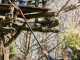 Blue Bird PCS 23-08 NIMBLER - Potatore a batteria su asta - 18V 4Ah