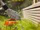 STIHL FSA 45 - Tagliabordi a batteria integrata - 18V