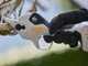 STIHL ASA 20 - Forbice da potatura con batteria AS - 10.8V 2.6Ah