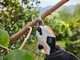 STIHL ASA 20 - Forbice elettrica da potatura - 10.8V 2.6Ah