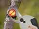 STIHL ASA 20 - Forbice elettrica da potatura - 10.8V 2.6Ah