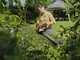 STIHL HSA 60 - Tagliasiepi con batteria AK 10 - 36V 2Ah - Lama 60cm