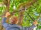 Gardena EnergyCut Pro L - Troncarami a incudine - Lunghezza 75cm