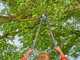 Gardena TeleCut Pro L - Troncarami Bypass Telescopico - Lunghezza 65/90cm