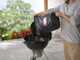 Borsa per combustibile Weber