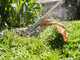 STIHL KMA 80 R - Decespugliatore multifunzione con batteria AK 20 - 36V 4Ah