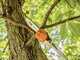 STIHL KMA 80 R - Decespugliatore multifunzione con batteria AK 20 - 36V 4Ah