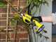 Ryobi RY18SCA-120P - Forbice elettrica da potatura - 18V 2Ah - Diametro di taglio 25mm