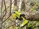 Ryobi RY18SCA-120P - Forbice elettrica da potatura - 18V 2Ah - Diametro di taglio 25mm