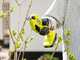 Ryobi RY18SCA-120P - Forbice elettrica da potatura - 18V 2Ah - Diametro di taglio 25mm