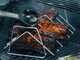 Supporto per costine e arrosto Grill+ Char-Broil