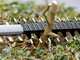 Bosch Professional GHE 18V-50 - Tagliasiepi a batteria 18V/5.5Ah - Nuovo caricatore GAL 12V/18V-80 PRO
